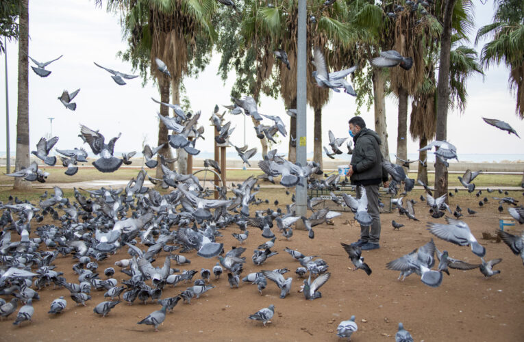 HAYVAN DOSTU BÜYÜKŞEHİR SOKAK HAYVANLARININ KARNINI DOYURDU