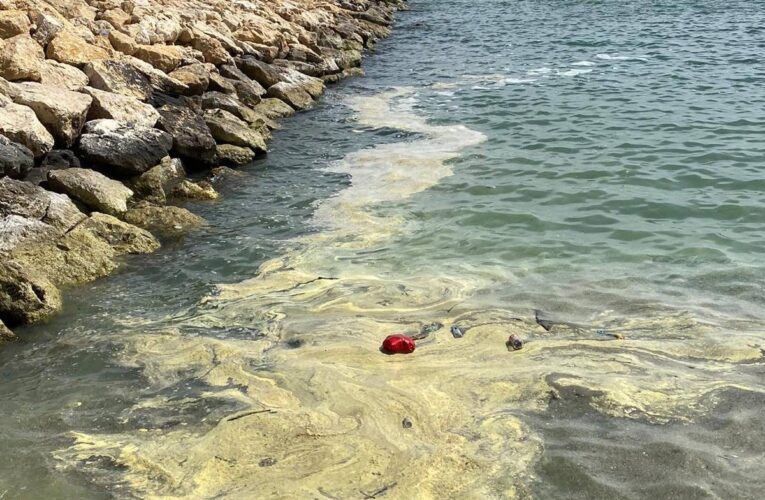 DENİZDE GÖRÜLEN SARI TABAKA KİRLİLİK DEĞİL, DOĞAL MEVSİMSEL BİR GELİŞME!