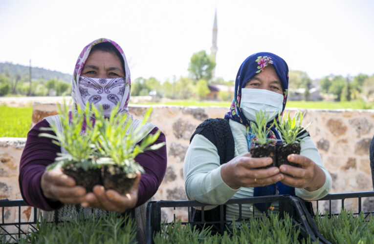 BÜYÜKŞEHİR, SİLİFKELİ ÜRETİCİLERE 40 BİN LAVANTA FİDESİ VE 990 ALIÇ FİDANI DAĞITTI