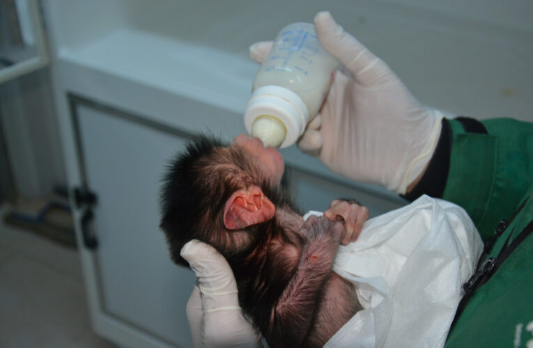 ANNELERİ TARAFINDAN İSTENMEYEN BABUN VE SIRTLAN YAVRUSU BÜYÜKŞEHİR’E EMANET
