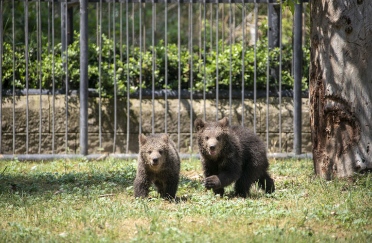 NESLİ TÜKENME TEHLİKESİ YAŞAYAN OKLU KİRPİLER, TARSUS DOĞA PARKI’NDA İKİ YAVRU DOĞURDU