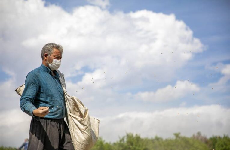 BÜYÜKŞEHİR’DEN GÜLNAR’DA YEREL NOHUT ÇEŞİTLERİNİN YERİNDE KORUNMASI İÇİN ÖNEMLİ DESTEK