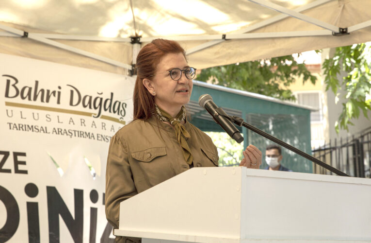 SİLİFKE BALANDIZ’DA ATA TOHUMU SARI BUĞDAYIN İKİNCİ HASADI YAPILIYOR