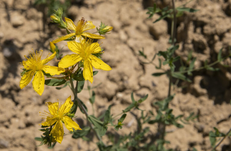 BÜYÜKŞEHİR SEVGİ EKİYOR, TOPRAK KARŞILIĞINI VERİYOR