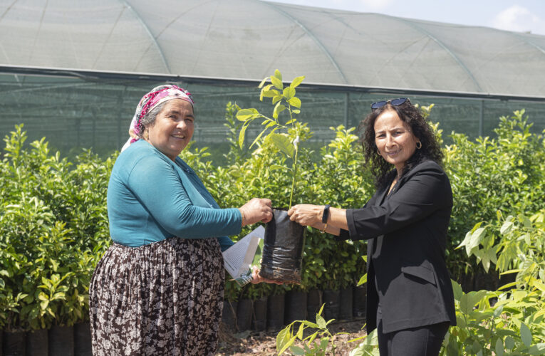 4 BİN 40 ADET AVOKADO FİDANI DAHA ÜRETİCİLERE ULAŞTIRILDI