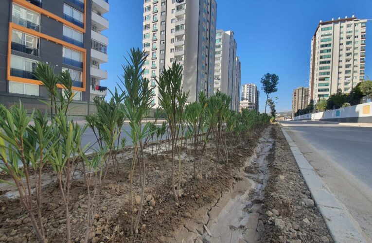 Zakkum çiçekleri refüjleri süsleyecek