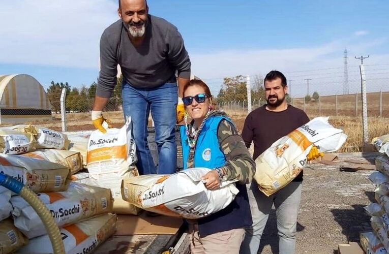 Akdeniz Belediyesi, sokak hayvanlarını besliyor, onlar için kulübeler yapıyor