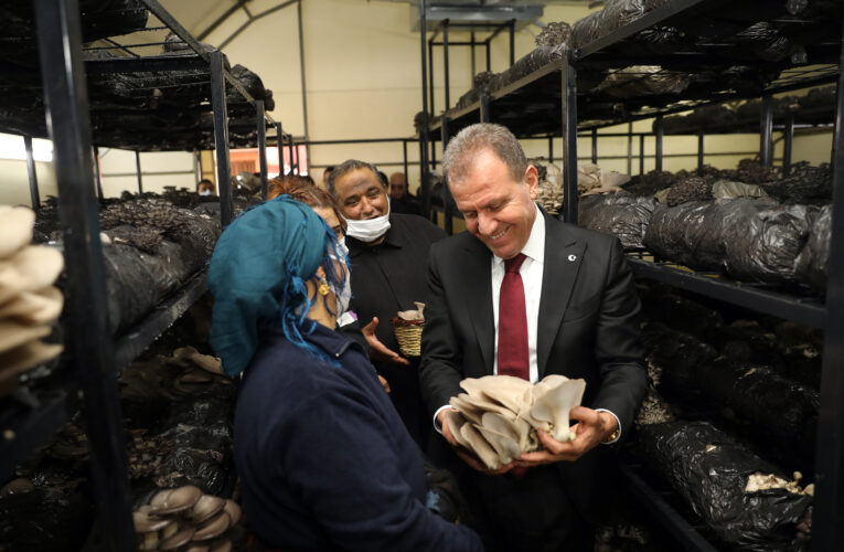BAŞKAN SEÇER, ROMAN AİLELER İÇİN KURULAN MANTAR TESİSİNDE İLK HASADI ROMAN KADINLARLA YAPTI