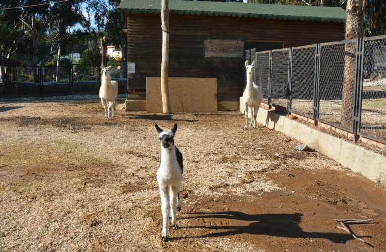 BÜYÜKŞEHİR TARSUS DOĞA PARKI, YENİ DOĞUMLARA EV SAHİPLİĞİ YAPMAYA DEVAM EDİYOR