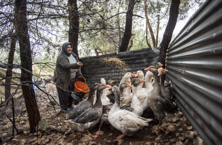 ÜRETİCİLERDEN ALINAN 300 YUMURTA, YENİ ÜRETİCİLER İÇİN KULUÇKAYA YATIRILIYOR