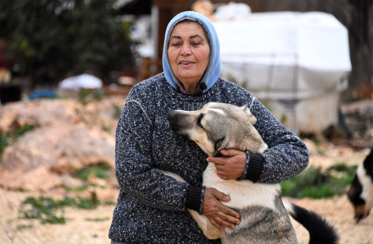 KIZKALESİ’NDE 80 SOKAK HAYVANI BÜYÜKŞEHİR VE ÖZYURT’A EMANET