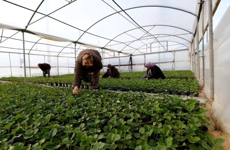 MERSİNDEN KADIN KOOPERATİFİ DESTEKLİYOR, KADINLAR ÜRETİYOR