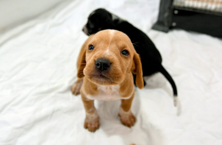 MUCİZE VE YAVRULARI SICACIK YUVALARINDA MUTLU