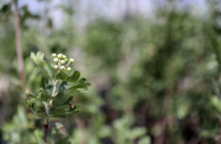 SİLİFKELİ 63 ÜRETİCİYE ALIÇ FİDANI, 47 ÜRETİCİYE ADAÇAYI FİDESİ DAĞITILDI