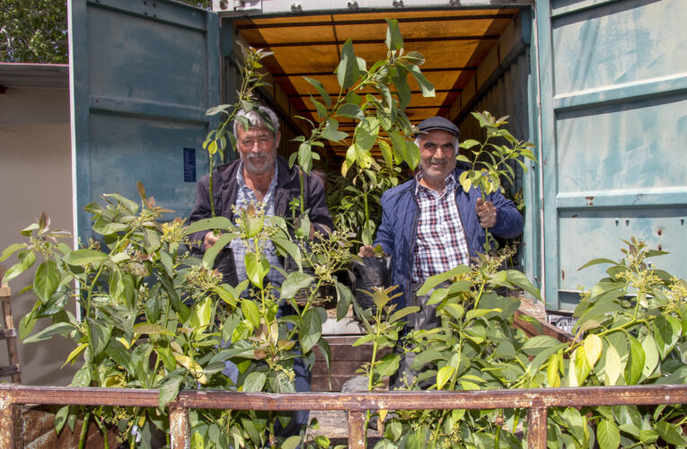 6 İLÇEDE 192 ÜRETİCİYE 3 BİN 865 AVOKADO FİDANI ULAŞTIRILDI