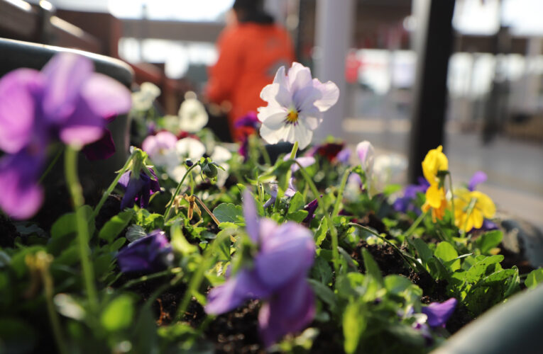 Şehrin ana arterlerindeki cadde ve bulvarlar ağaçlandırıldı