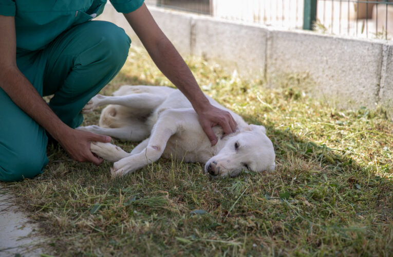 AĞIZ YARALARIYLA MÜCADELE EDEN PAPİ ARTIK BESLENEBİLİYOR