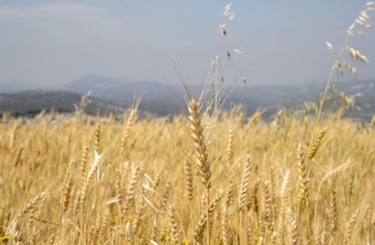 MERSİN BÜYÜKŞEHİR’DEN BUĞDAY ÜRETİMİNE DESTEK PROJESİ