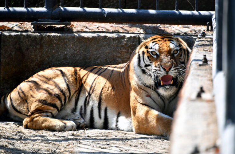Yapılan anlaşmayla hayvan değişimi yapıldı
