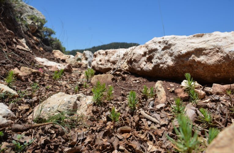 Anamur ve Bozyazı ormancılık faaliyetleri incelendi