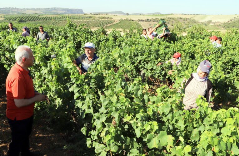 Akdeniz’de şenlik zamanı (VİDEO) ’24 Temmuz Pazar günü herkesi Esenli Üzüm Şenliği’ne bekliyoruz’