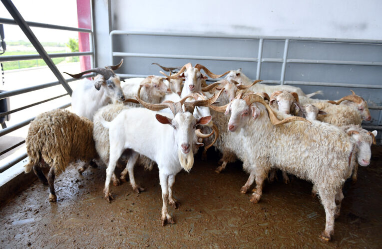 ŞEHİTLERİMİZ ADINA KESİLEN KURBANLAR HAYIR KURUMLARINA GÖNDERİLECEK