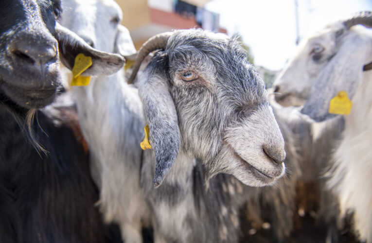 DAĞITILAN 100 KÜÇÜKBAŞIN 98’İ KENDİ DAMIZLIKLARIMIZDAN OLUŞUYOR