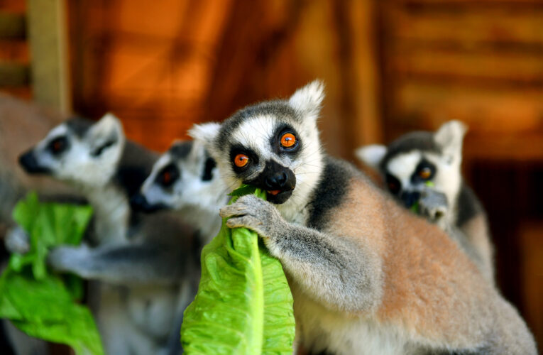 MEYVE PARÇALI BUZLU KOKTEYLLER, LEMUR VE MAYMUNLARIN ÇOK HOŞUNA GİDİYOR