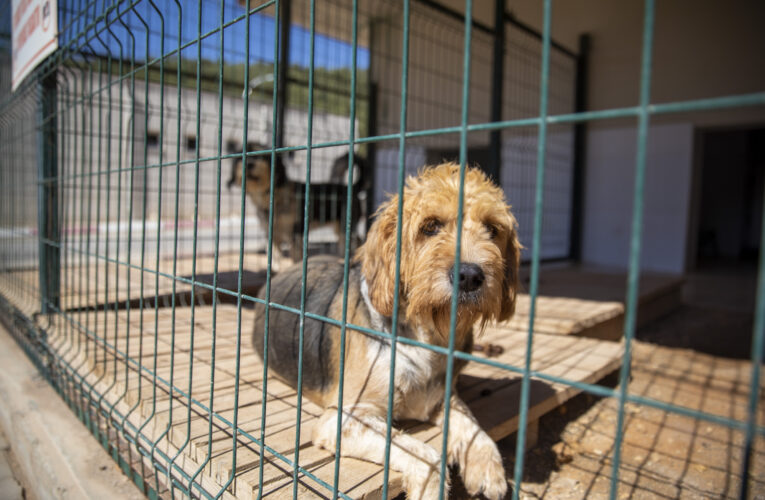 Tırnak bakımından tüy taramaya kadar her şey var