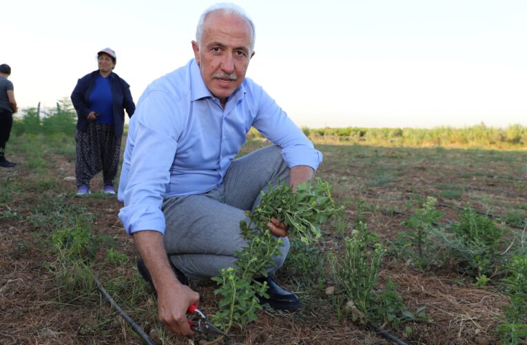Üç ay önce ekimi yapılan Stevia Bitkisi ve Moringa Çayı Bitkisinin ilk hasadından büyük verim elde edildi