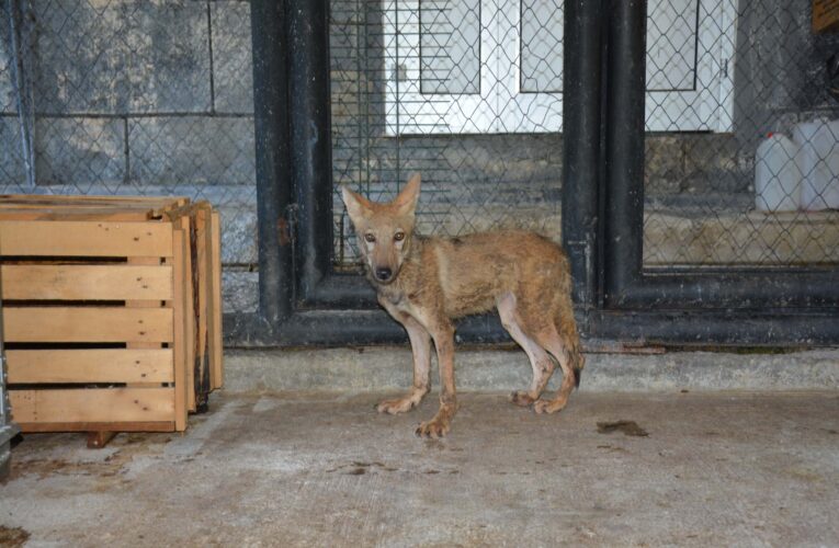 TARSUS DOĞA PARKI YABAN HAYVANLARINA MERHEM OLUYOR