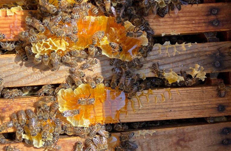 KADINLARIN EMEKLERİ BÜYÜKŞEHİRLE DEĞERE DÖNÜŞÜYOR