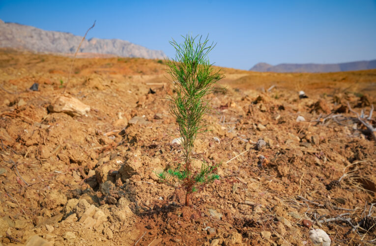 AKKUYU NÜKLEER A.Ş. ÇALIŞANLARI “GELECEĞE NEFES” ETKİNLİĞİ KAPSAMINDA FİDAN DİKTİ