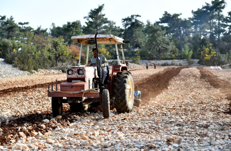 TOPLAM 12 MAHALLEDE YEREL BUĞDAY YETİŞECEK