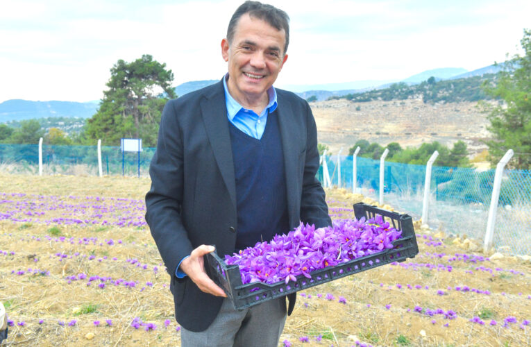 Dünyanın en pahalı baharatı Mersin Yenişehir’de yetiştiriliyor