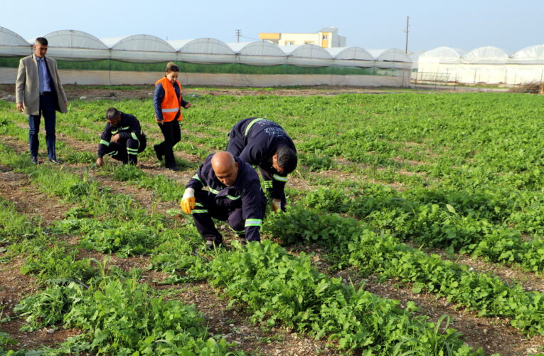 AKDENİZ BELEDİYESİ’NİN TOPRAKLA BULUŞTURDUĞU MARALFALFA BİTKİSİ ÇELİKLERİ YEŞERDİ
