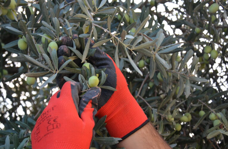 VATANDAŞIN ZEYTİNİ VATANDAŞIN SOFRASINA GELİYOR