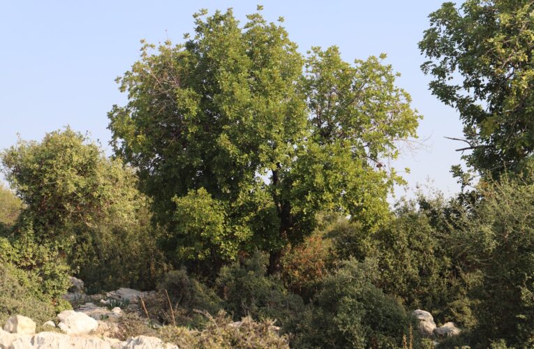 Tarsus’ta Keçiboynuzu Rehabilitasyon Çalışmaları Tamamlandı