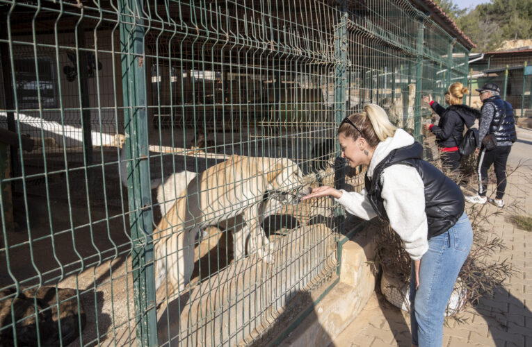 KAŞLI GEÇİCİ HAYVAN BAKIMEVİ ÖRNEK GÖSTERİLDİ