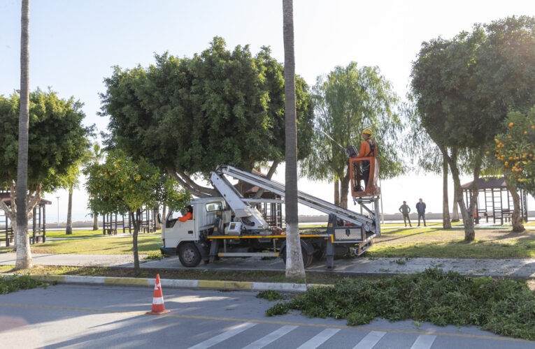 KÜLTÜR PARK’TAKİ AĞAÇLARIN BUDAMA BAKIMI YAPILIYOR