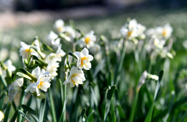 TARSUS, NERGİS KOKULU FESTİVAL İLE RENKLENECEK
