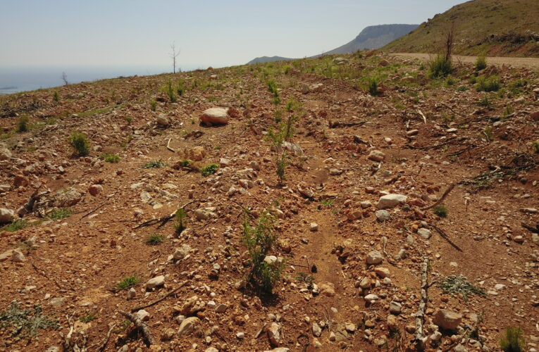 Mersin’de 2021’de Yanan Sahalar Yeşeriyor