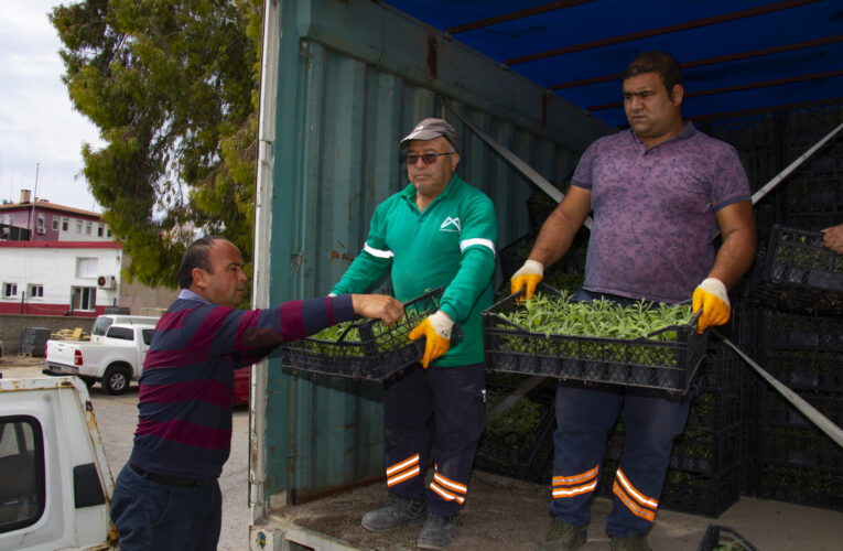 ADA ÇAYI SİLİFKELİ ÜRETİCİLERİN ELLERİNDE YETİŞECEK