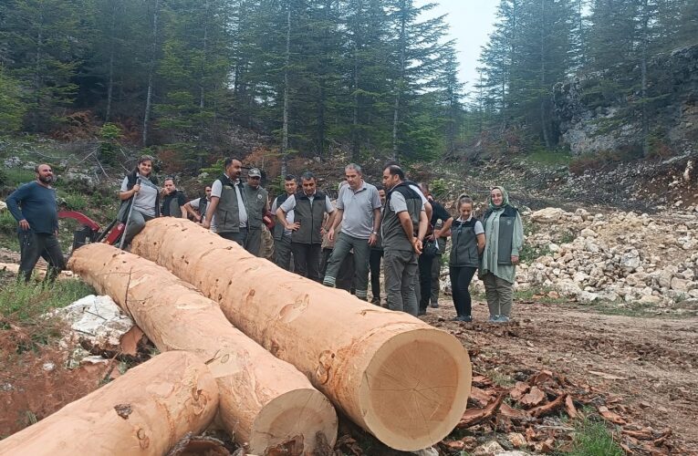 Ormanlarda Bakım Çalışmaları Devam Ediyor, Fidanlarımız Yeşil Vatan İçin Hazırlanıyor