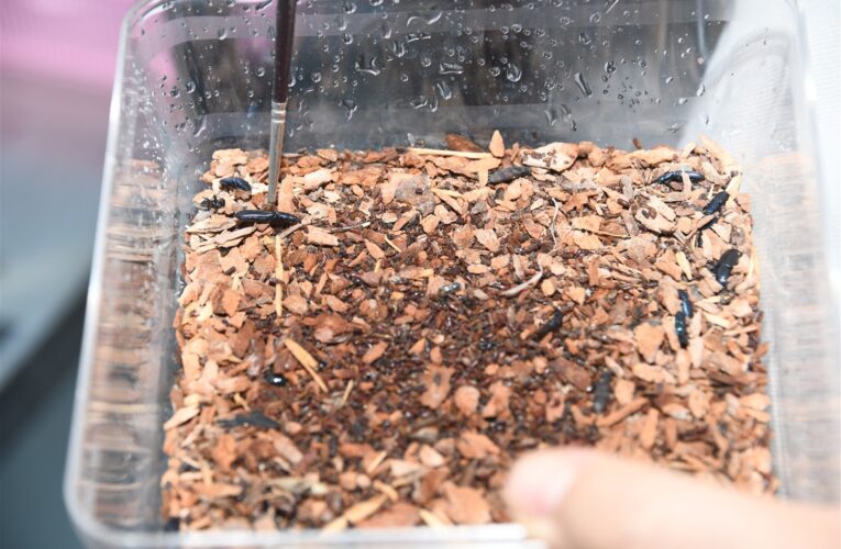 Dumansız Yangına Karşı Biyolojik Mücadeleyi Başlattık