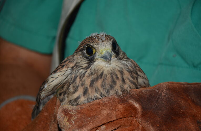 BİTKİN OLARAK BULUNAN KERKENEZ TARSUS DOĞA PARKI’NDA KORUMA ALTINA ALINDI