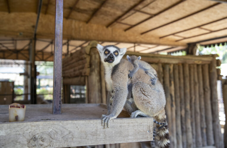DOĞA PARKI SAKİNLERİ SICAK YAZ GÜNLERİNDE BUZLU MEYVE VE FISKİYEYLE SERİNLİYOR