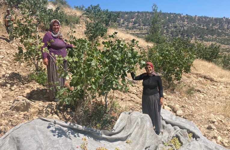 Ormanlarımız Fıstık Gibi