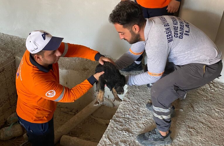 BÜYÜKŞEHİR EKİPLERİ, ASANSÖR KUYUSUNA DÜŞEN VE GÖZLERİ GÖRMEYEN YAVRU KÖPEĞİ KURTARDI