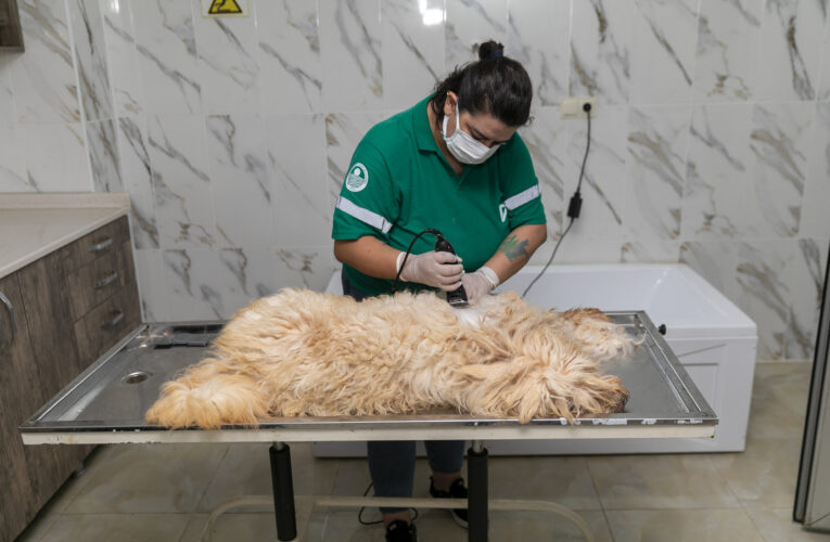 PATİLİ DOSTLARIN SAĞLIĞI VE KONFORU İÇİN ÖZEL HİZMET: PET KUAFÖR